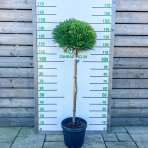 Kryptoméria japonská (Cryptomeria japonica) 'GLOBOSA NANA' - výška 90-100 cm, obvod kmeňa 2/4 cm kont. C15L - NA KMIENKU